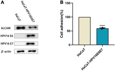 Expression profiling of mRNA and functional network analyses of genes regulated by human papilloma virus E6 and E7 proteins in HaCaT cells